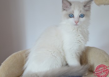 Inaya - ragdoll blue bicolour - 11 semaines - Chatterie Ragdolls du Val de Beauvoir